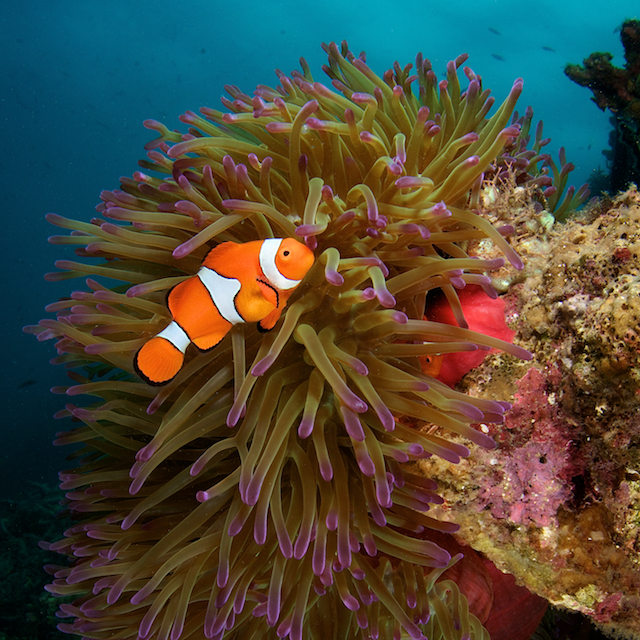 anemone fish clown eric Madeja