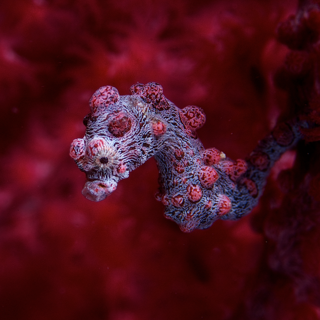 pygmy seahorse eric madeja