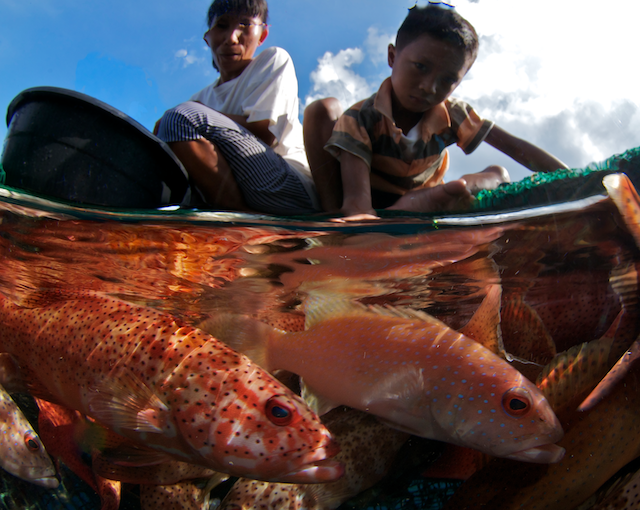 palawan, philippines, live reef fish trade, grouper, eric madeja