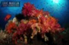 beautiful underwater reef scenery from the Coral Triangle